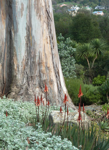 South-Africa section in the Botanical garden of Dunedin, New Zealand